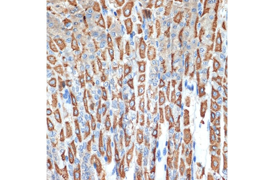 Immunohistochemistry - Anti-Hydrogen Potassium ATPase Beta/ATP4B Antibody [ARC2461] (A308743) - Antibodies.com