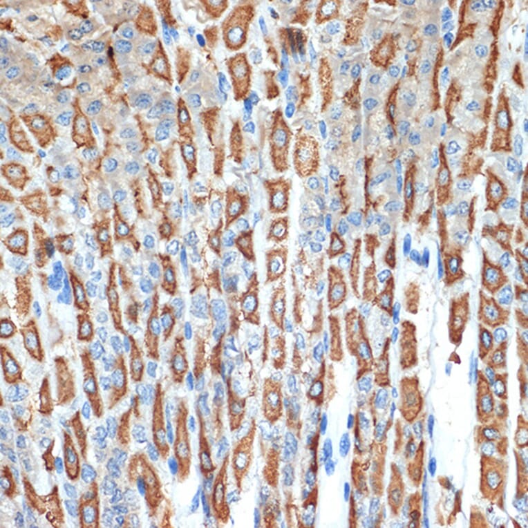 Immunohistochemistry - Anti-Hydrogen Potassium ATPase Beta/ATP4B Antibody [ARC2461] (A308743) - Antibodies.com