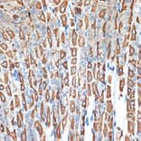 Immunohistochemistry - Anti-Hydrogen Potassium ATPase Beta/ATP4B Antibody [ARC2461] (A308743) - Antibodies.com