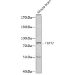 Western Blot - Anti-FLRT2 Antibody (A308744) - Antibodies.com