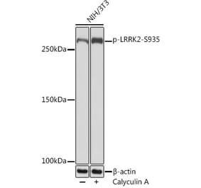 Western Blot - Anti-LRRK2 (phospho Ser935) Antibody [ARC1694] (A308745) - Antibodies.com