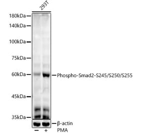 Western Blot - Anti-Smad2 (phospho Ser245 + Ser250 + Ser255) Antibody [ARC53851] (A308749) - Antibodies.com