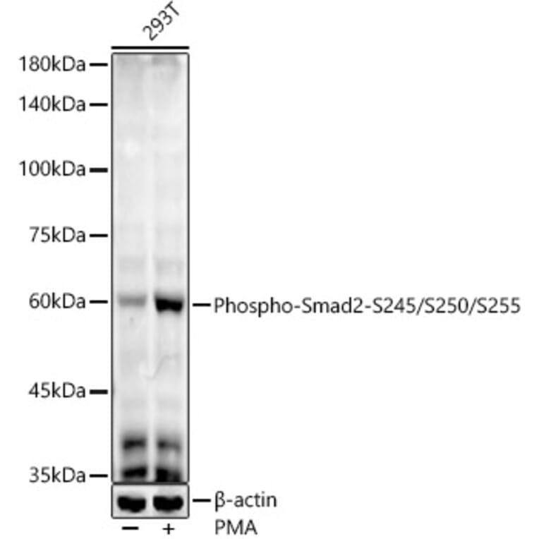 Western Blot - Anti-Smad2 (phospho Ser245 + Ser250 + Ser255) Antibody [ARC53851] (A308749) - Antibodies.com