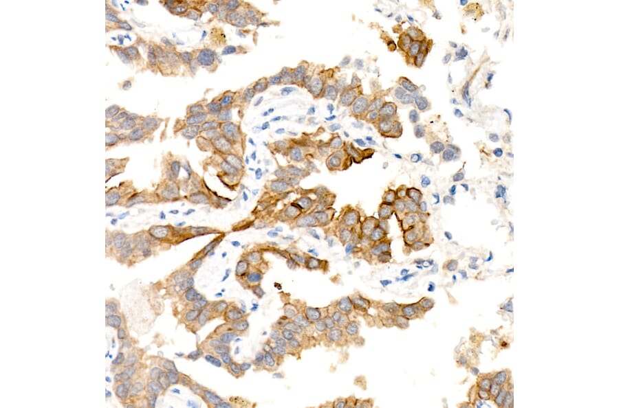Immunohistochemistry - Anti-Aquaporin 5 Antibody [ARC59536] (A308750) - Antibodies.com