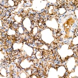 Immunohistochemistry - Anti-Aquaporin 5 Antibody [ARC59536] (A308750) - Antibodies.com