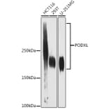 Western Blot - Anti-PODXL Antibody [ARC1031] (A308751) - Antibodies.com