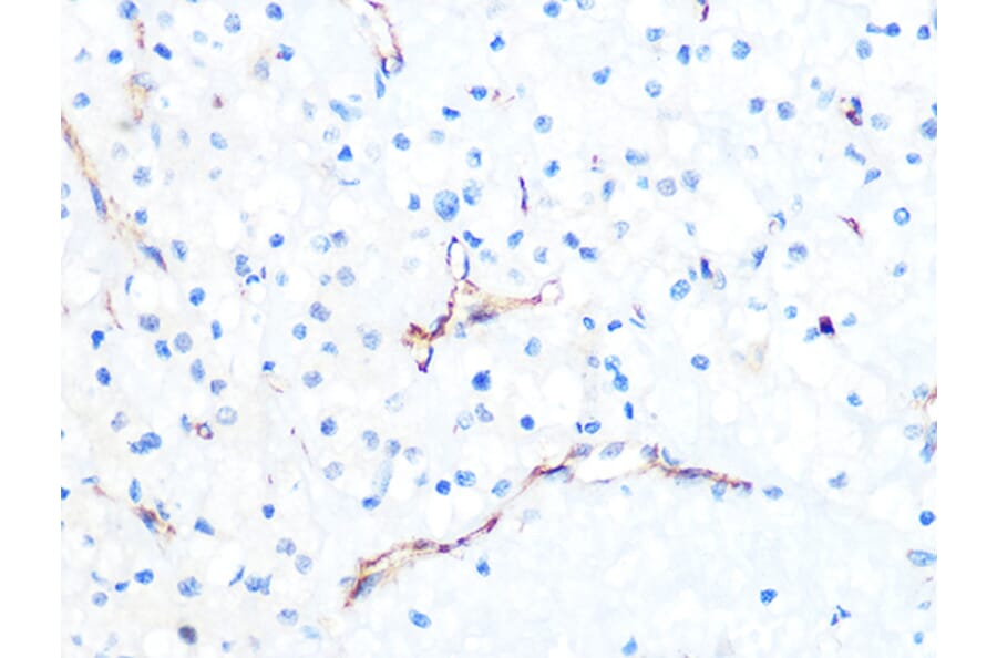 Immunohistochemistry - Anti-PODXL Antibody [ARC1031] (A308751) - Antibodies.com
