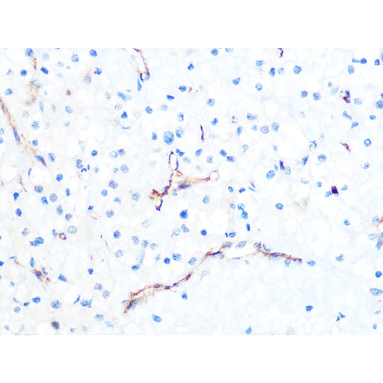 Immunohistochemistry - Anti-PODXL Antibody [ARC1031] (A308751) - Antibodies.com