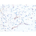 Immunohistochemistry - Anti-PODXL Antibody [ARC1031] (A308751) - Antibodies.com