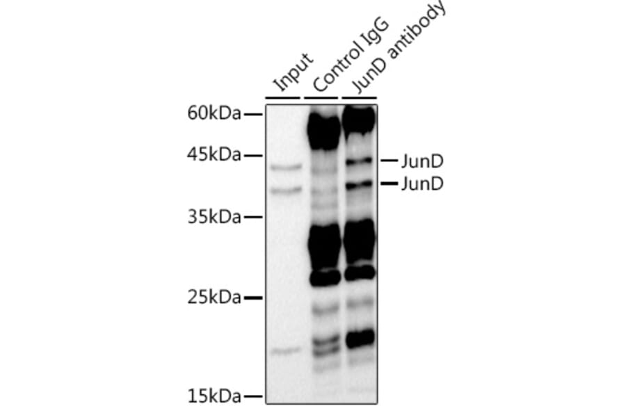 Western Blot - Anti-JunD Antibody [ARC1408] (A308753) - Antibodies.com
