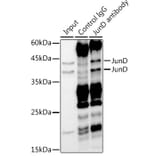 Western Blot - Anti-JunD Antibody [ARC1408] (A308753) - Antibodies.com
