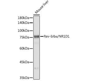 Western Blot - Anti-NR1D1 Antibody [ARC50483] (A308754) - Antibodies.com
