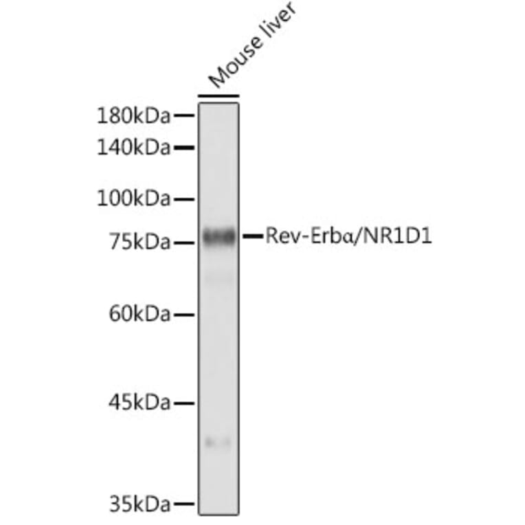 Western Blot - Anti-NR1D1 Antibody [ARC50483] (A308754) - Antibodies.com