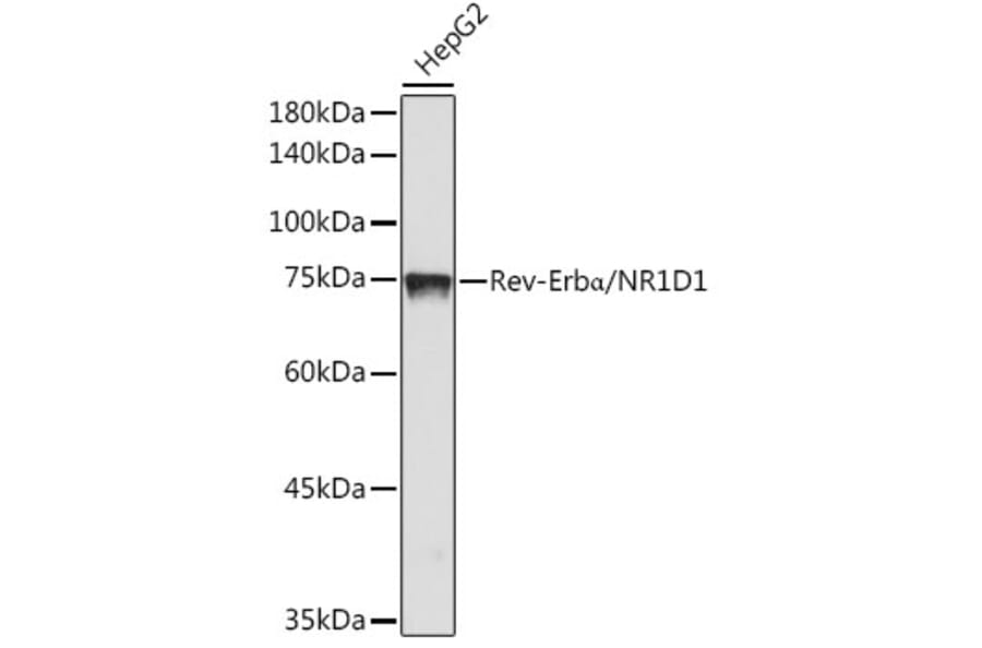 Western Blot - Anti-NR1D1 Antibody [ARC50483] (A308754) - Antibodies.com