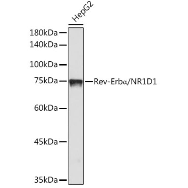 Western Blot - Anti-NR1D1 Antibody [ARC50483] (A308754) - Antibodies.com