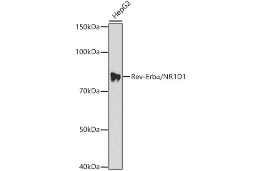 Western Blot - Anti-NR1D1 Antibody (A308755) - Antibodies.com