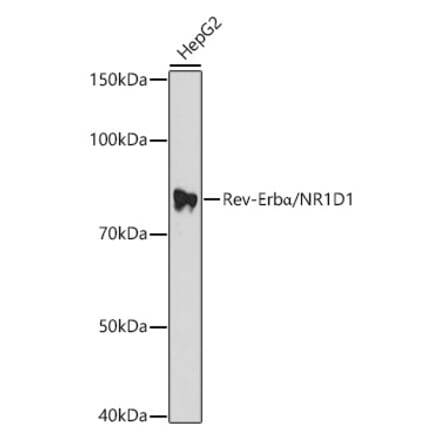 Western Blot - Anti-NR1D1 Antibody (A308755) - Antibodies.com