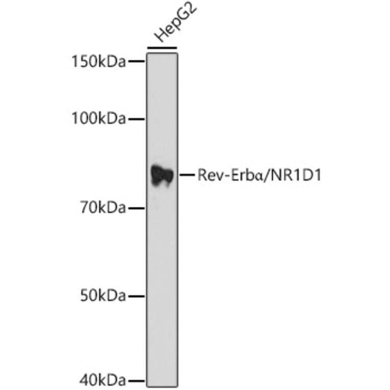 Western Blot - Anti-NR1D1 Antibody (A308755) - Antibodies.com