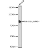 Western Blot - Anti-NR1D1 Antibody (A308755) - Antibodies.com