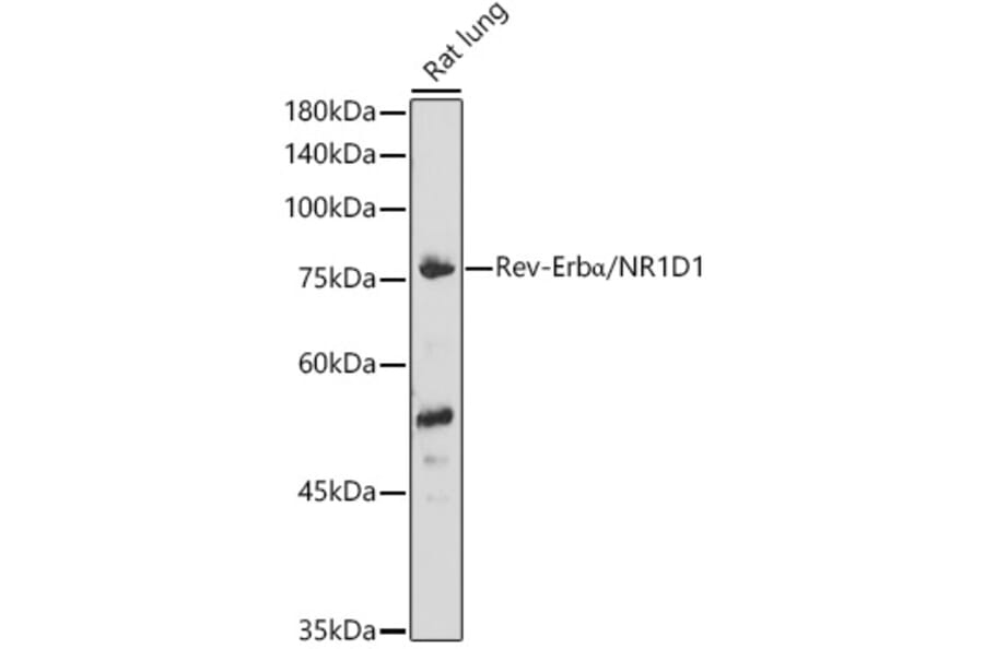 Western Blot - Anti-NR1D1 Antibody (A308755) - Antibodies.com