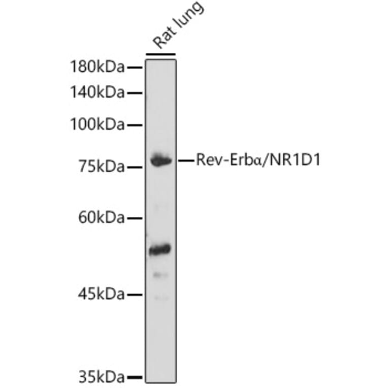 Western Blot - Anti-NR1D1 Antibody (A308755) - Antibodies.com