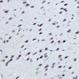 Immunohistochemistry - Anti-NR1D1 Antibody (A308755) - Antibodies.com