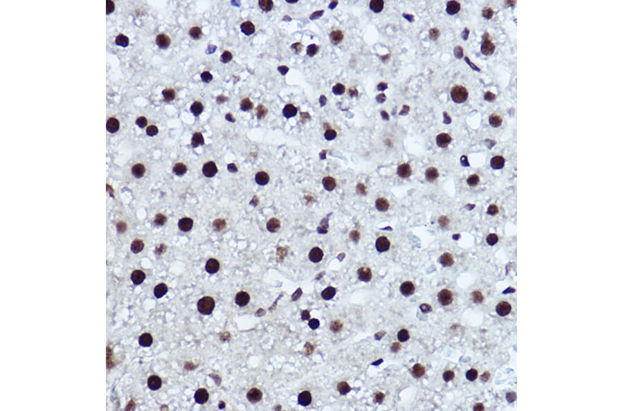 Immunohistochemistry - Anti-NR1D1 Antibody (A308755) - Antibodies.com
