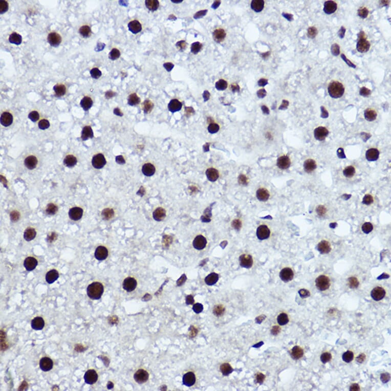 Immunohistochemistry - Anti-NR1D1 Antibody (A308755) - Antibodies.com