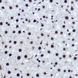 Immunohistochemistry - Anti-NR1D1 Antibody (A308755) - Antibodies.com