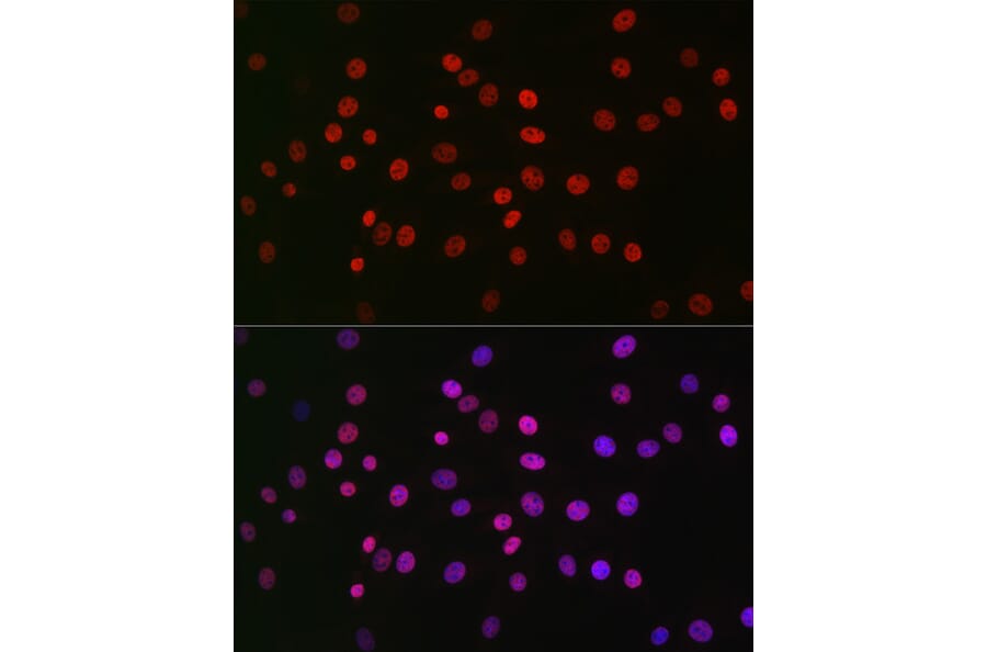 Immunofluorescence - Anti-NR1D1 Antibody (A308755) - Antibodies.com