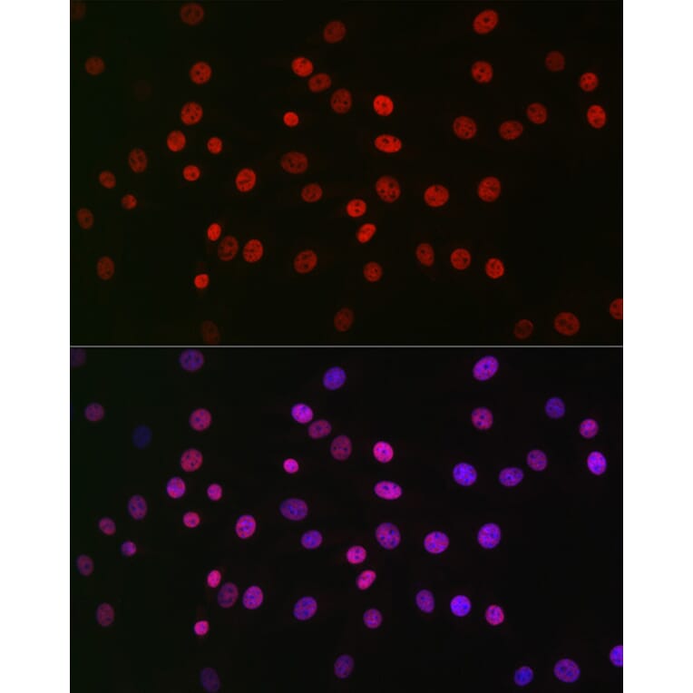 Immunofluorescence - Anti-NR1D1 Antibody (A308755) - Antibodies.com