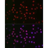 Immunofluorescence - Anti-NR1D1 Antibody (A308755) - Antibodies.com