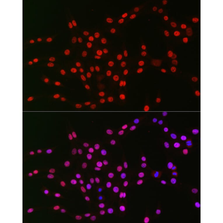 Immunofluorescence - Anti-NR1D1 Antibody (A308755) - Antibodies.com