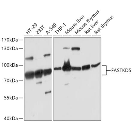 Western Blot - Anti-FASTKD5 Antibody (A308757) - Antibodies.com