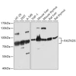 Western Blot - Anti-FASTKD5 Antibody (A308757) - Antibodies.com