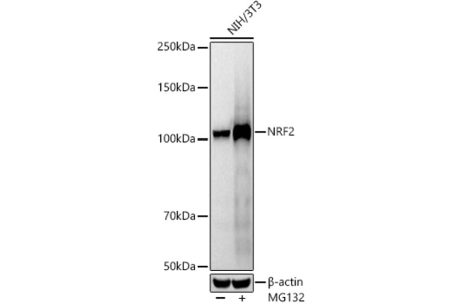 Western Blot - Anti-Nrf2 Antibody [ARC50393] (A308758) - Antibodies.com