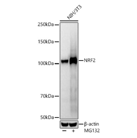 Western Blot - Anti-Nrf2 Antibody [ARC50393] (A308758) - Antibodies.com