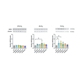 Validation Data - Anti-Nrf2 Antibody [ARC50393] (A308758)