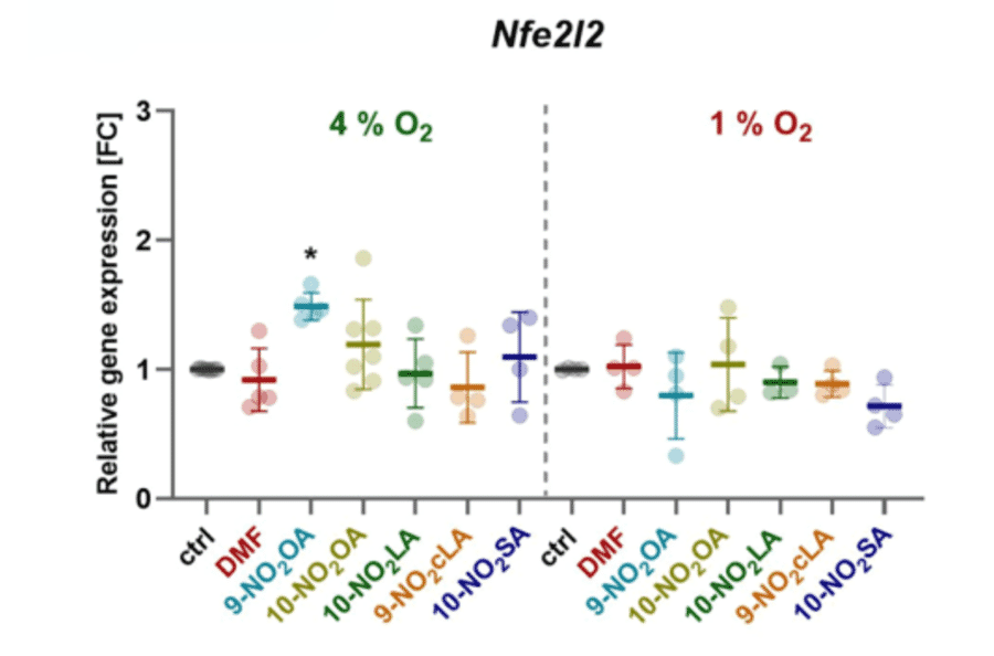 Validation Data - Anti-Nrf2 Antibody [ARC50393] (A308758)