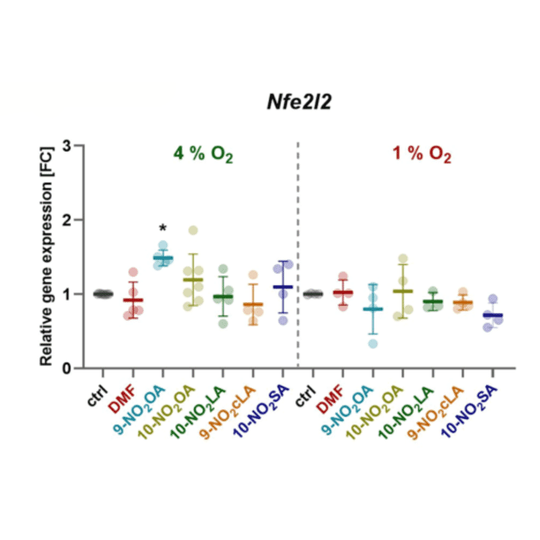 Validation Data - Anti-Nrf2 Antibody [ARC50393] (A308758)