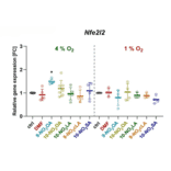 Validation Data - Anti-Nrf2 Antibody [ARC50393] (A308758)