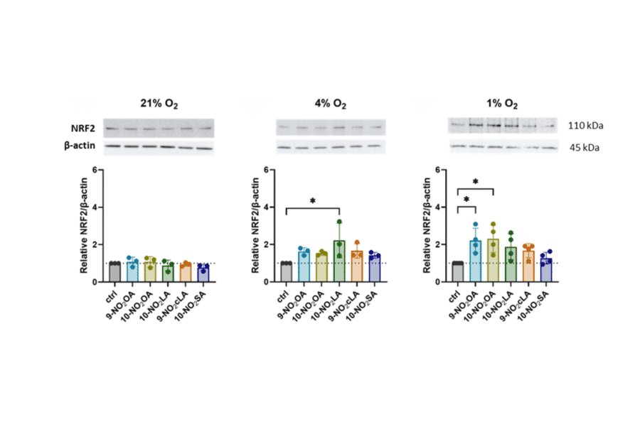 Western Blot - Anti-Nrf2 Antibody - Antibodies.com