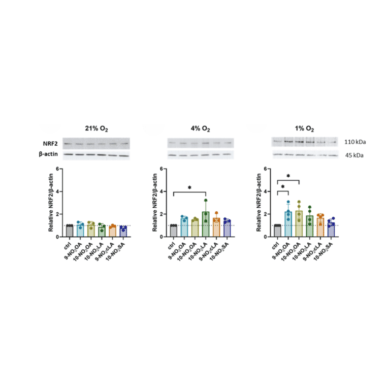 Western Blot - Anti-Nrf2 Antibody - Antibodies.com