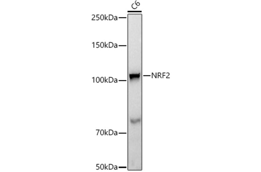 Western Blot - Anti-Nrf2 Antibody [ARC50393] (A308758) - Antibodies.com