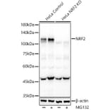 Western Blot - Anti-Nrf2 Antibody [ARC50393] (A308758) - Antibodies.com