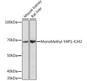 Western Blot - Anti-YAP1 (mono methyl Lys342) Antibody (A308759) - Antibodies.com