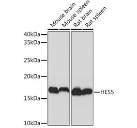 Western Blot - Anti-HES5 Antibody [ARC1740] (A308760) - Antibodies.com