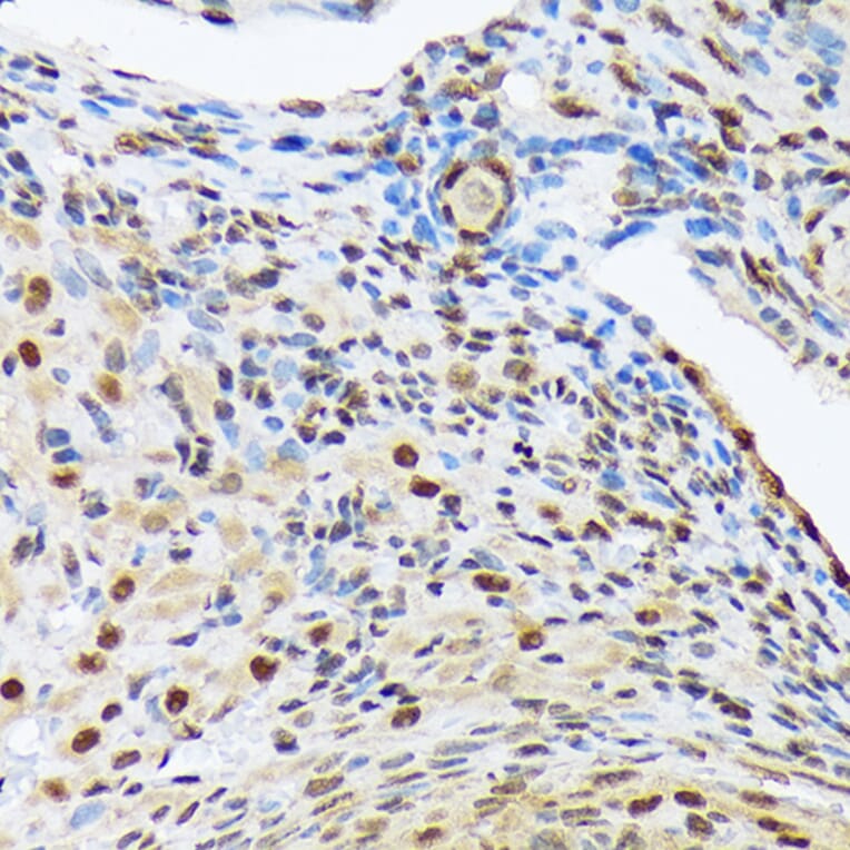 Immunohistochemistry - Anti-HES5 Antibody [ARC1740] (A308760) - Antibodies.com