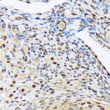 Immunohistochemistry - Anti-HES5 Antibody [ARC1740] (A308760) - Antibodies.com