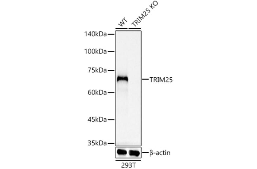 Western Blot - Anti-TRIM25/EFP Antibody [ARC0971] (A308763) - Antibodies.com